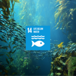 SDG 14 Life Below Water