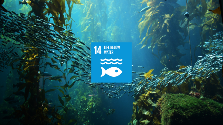 SDG 14 Life Below Water